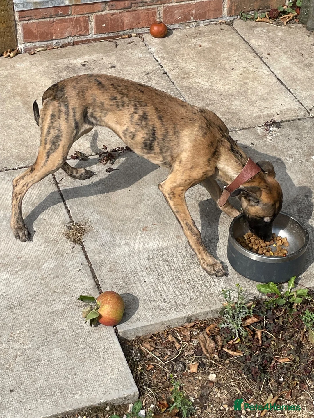 Whippet dogs for sale: Kc whippet bitch - Advert 1