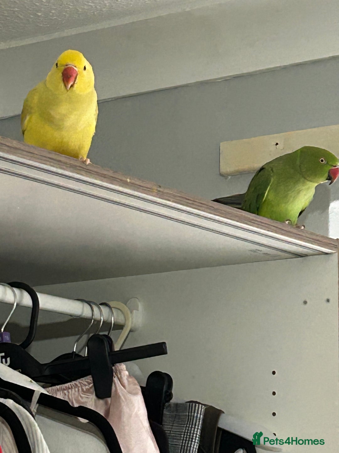 Parrots birds for sale: Three beautiful birds for sale - Advert 3