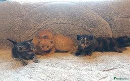 British Longhair cats for sale: Kittens for sale. - Image 9