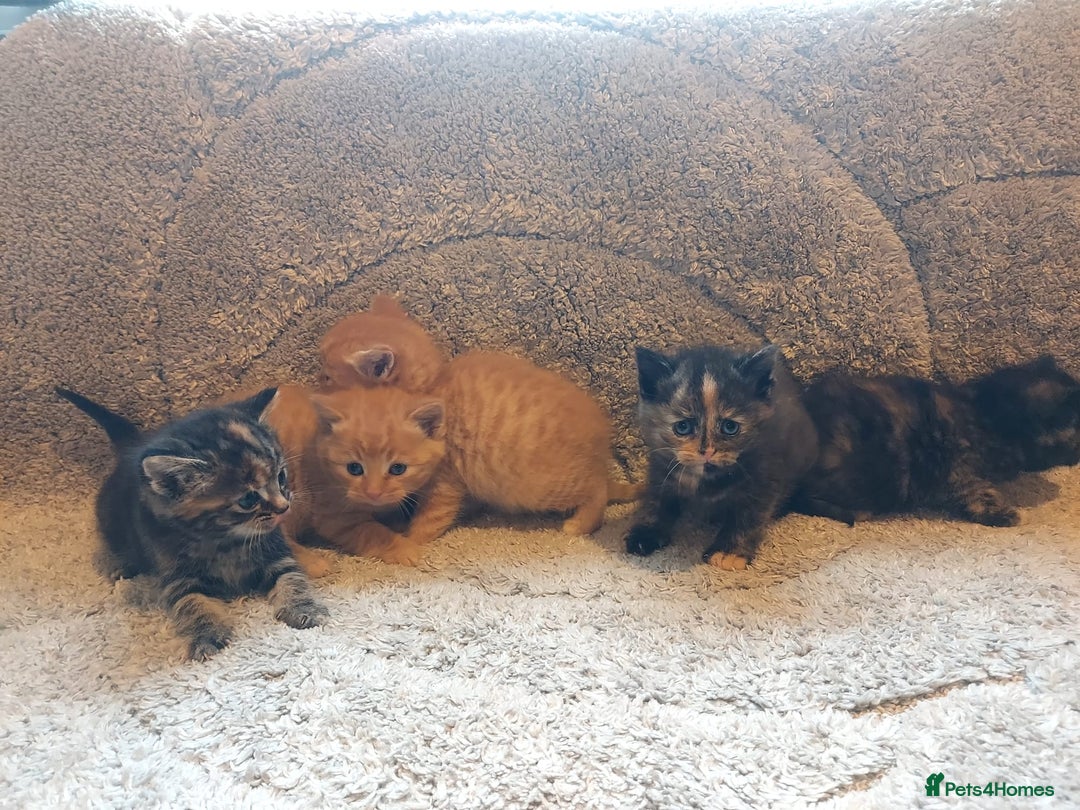 British Longhair cats for sale: Kittens for sale. - Image 9