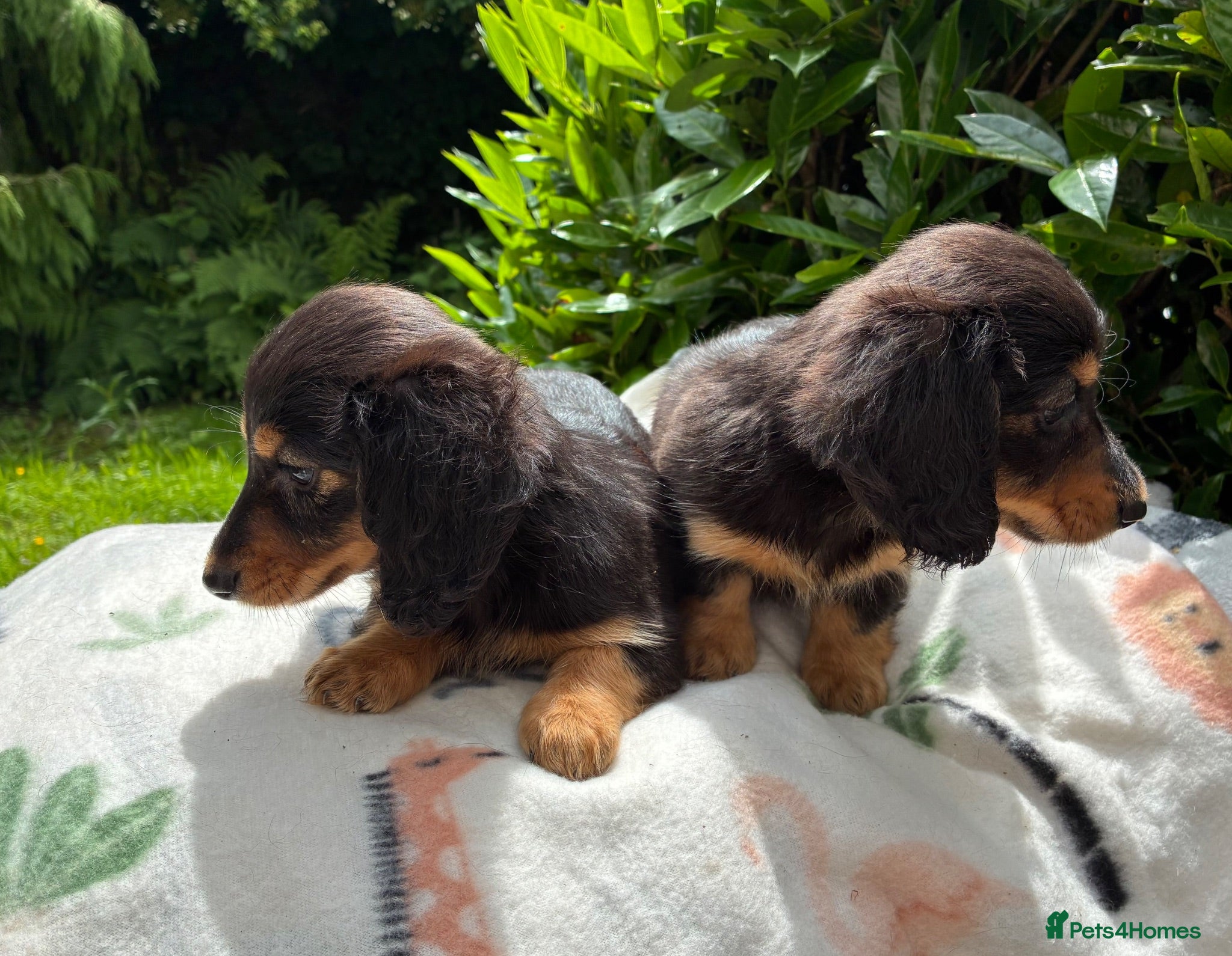 Miniature Dachshund dogs Two female LH MINI DACHSHUND pups PRA CLEAR ,  - Advert 2