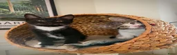 Mixed Breed cats for sale: 2 male kittens - Advert 13