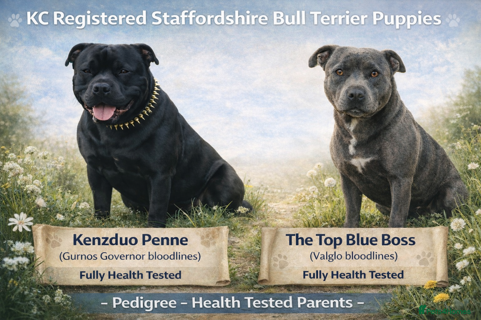 Staffordshire Bull Terrier dogs KC REG Staffordshire bull Terrier pup waiting list in Milford Haven - Advert 2