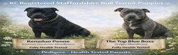 Staffordshire Bull Terrier dogs for sale: KC REG Staffordshire bull Terrier pup waiting list in Milford Haven - Advert 1