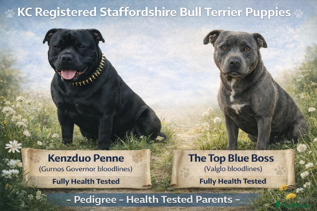 Staffordshire Bull Terrier dogs for sale: KC REG Staffordshire bull Terrier pup waiting list in Milford Haven - Advert 1