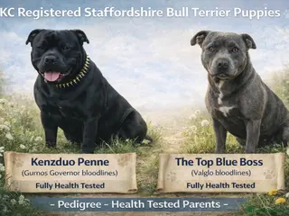 Staffordshire Bull Terrier dogs KC REG Staffordshire bull Terrier pup waiting list in Milford Haven - Advert 2