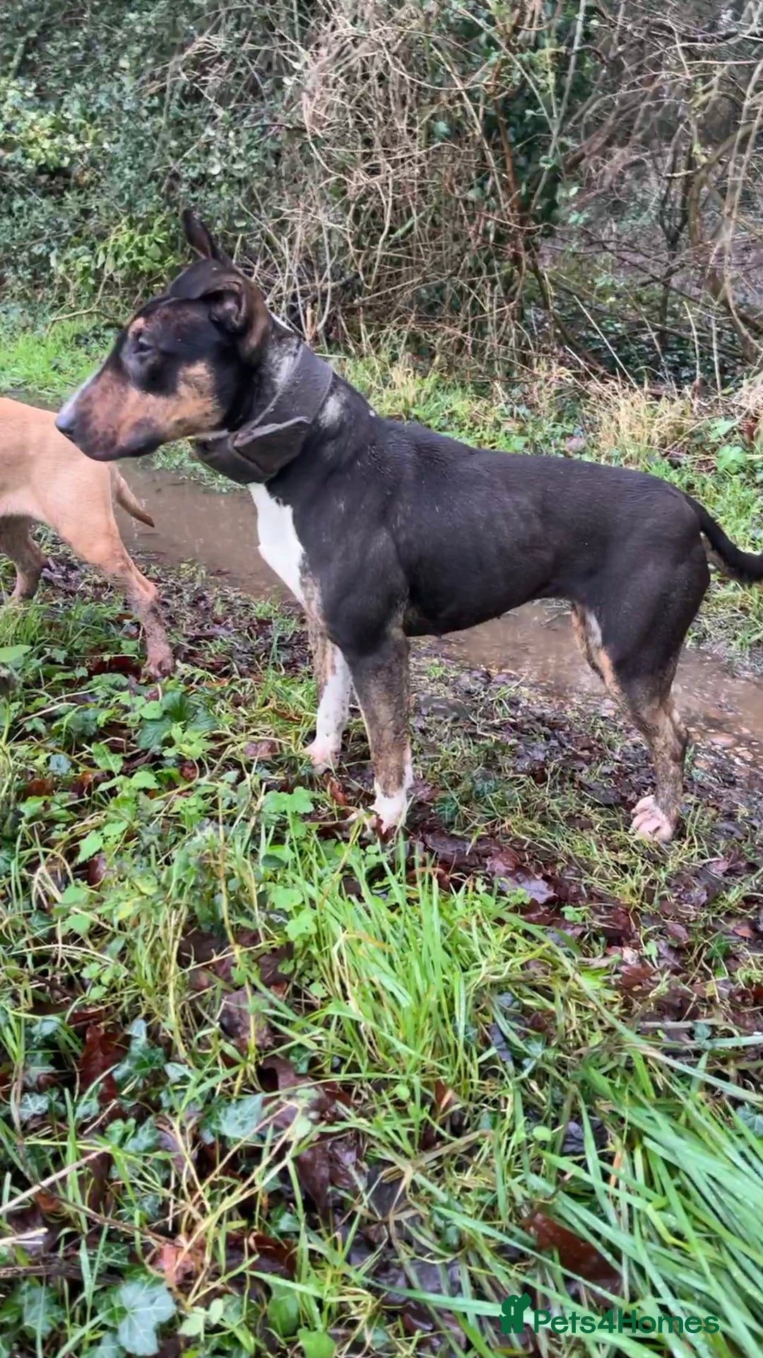 English Bull Terrier dogs for sale: English bull terrier male puppy  - Advert 7