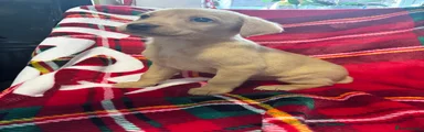 Labrador Retriever 1