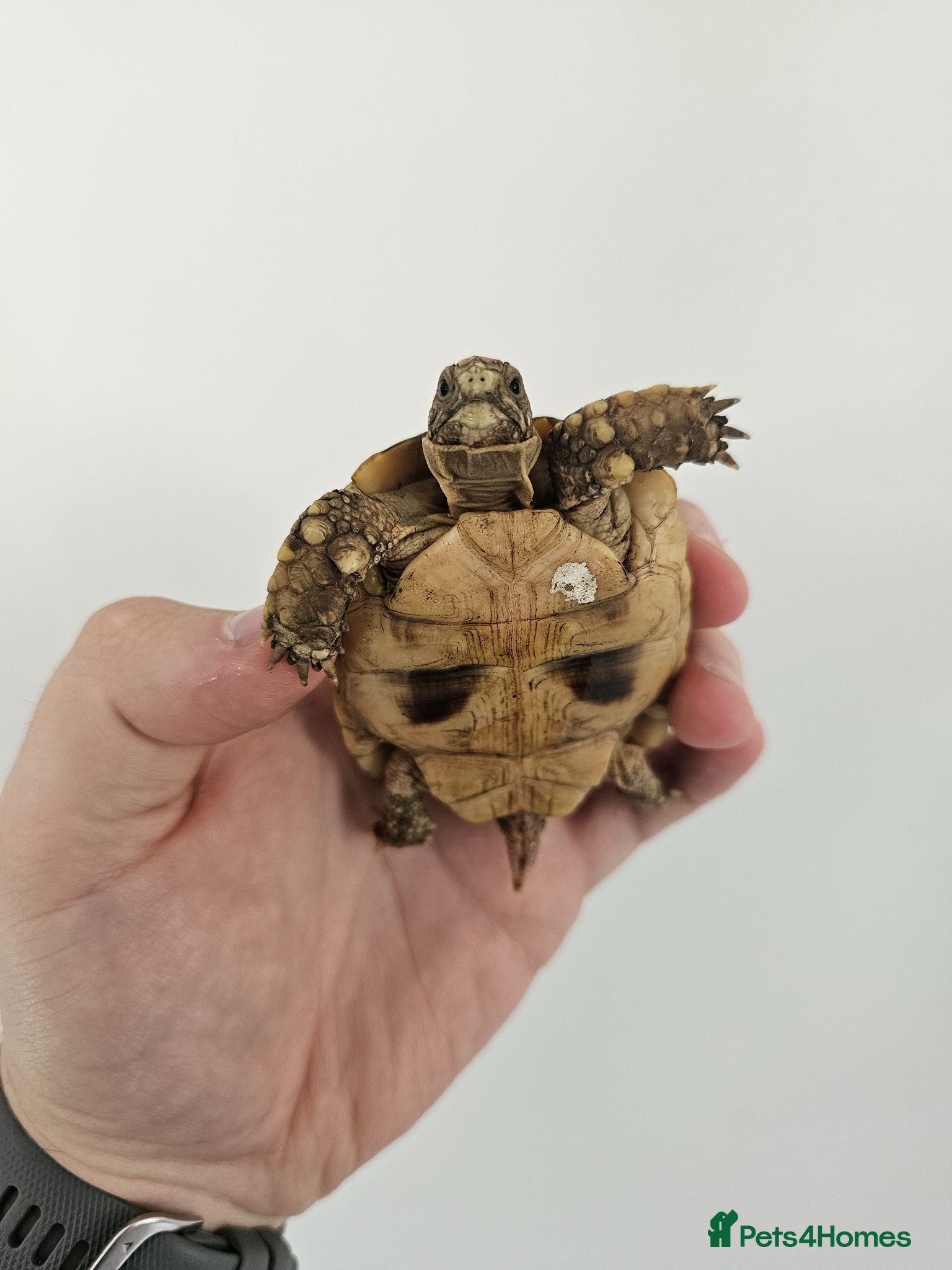 Tortoise reptiles 3 Juvenile Egyptian Tortoises - Advert 2