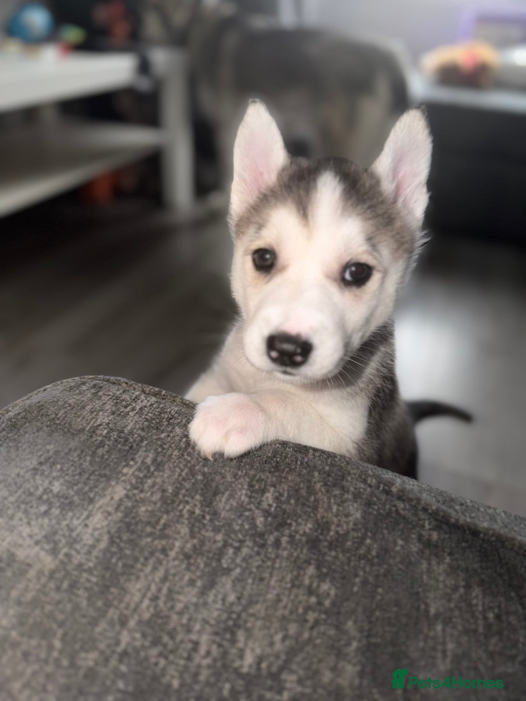 Siberian Husky dogs for sale: READY TO GO 2 male huskies for sale - Advert 17