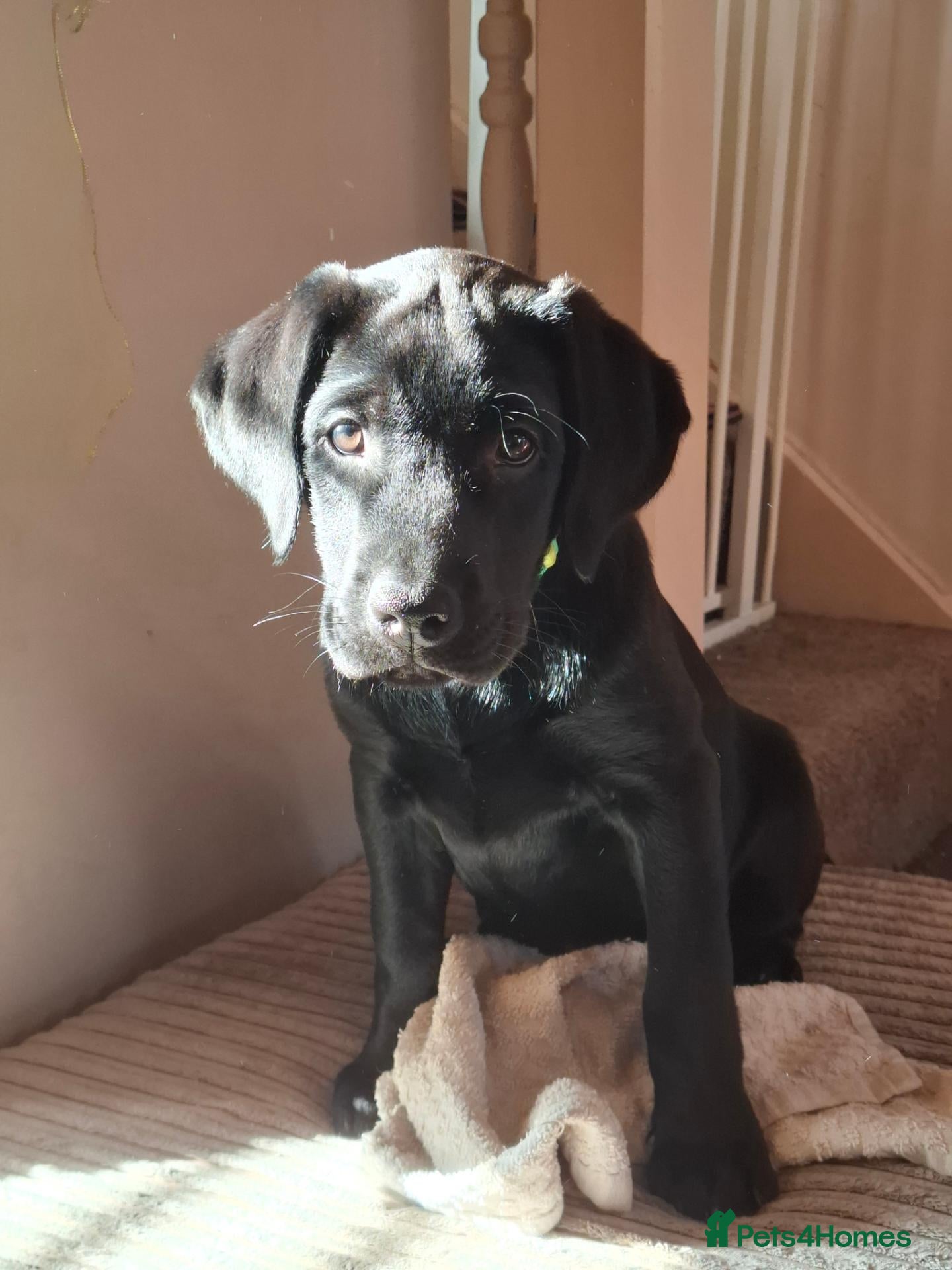 Labrador Retriever dogs Beautiful Black Labrador Pups - Advert 2