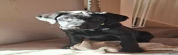Labrador Retriever dogs for sale: Beautiful Black Labrador Pups - Advert 2
