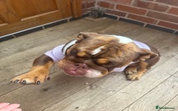 English Bulldog dogs for sale: 💕 Beautiful English Bulldog - Image 5