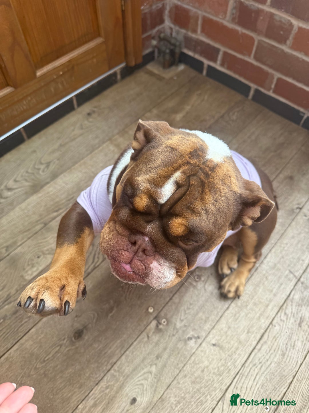 English Bulldog dogs for sale: 💕 Beautiful English Bulldog - Image 5