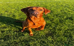 Labrador Retriever dogs for sale: 6 month - Red Fox Lab - male - Image 6