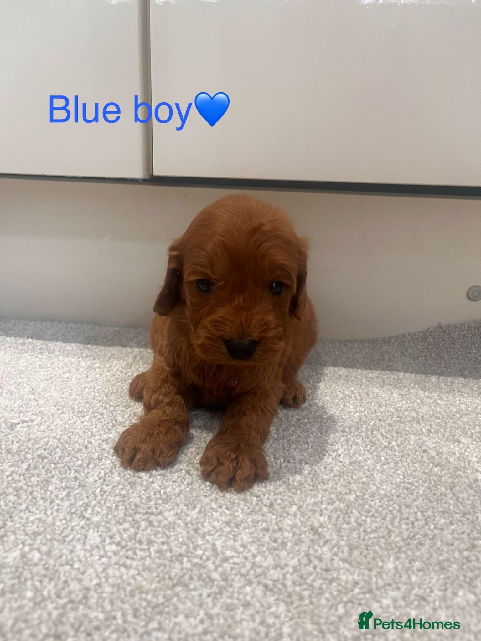 Cockapoo dogs KC Parents F1 Cockerpoos !!!! - Advert 1