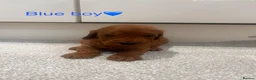 Cockapoo dogs for sale: KC Parents F1 Cockerpoos !!!! - Advert 4