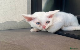 Devon Rex cats for sale: Meet Our Devon Rex Kittens One-of-a-Kind Litter! - Image 4