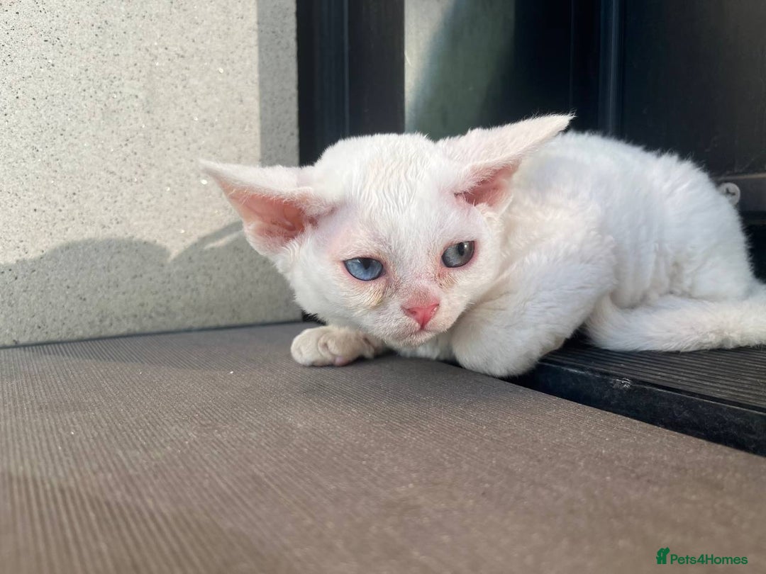 Devon Rex cats for sale: Meet Our Devon Rex Kittens One-of-a-Kind Litter! - Image 4
