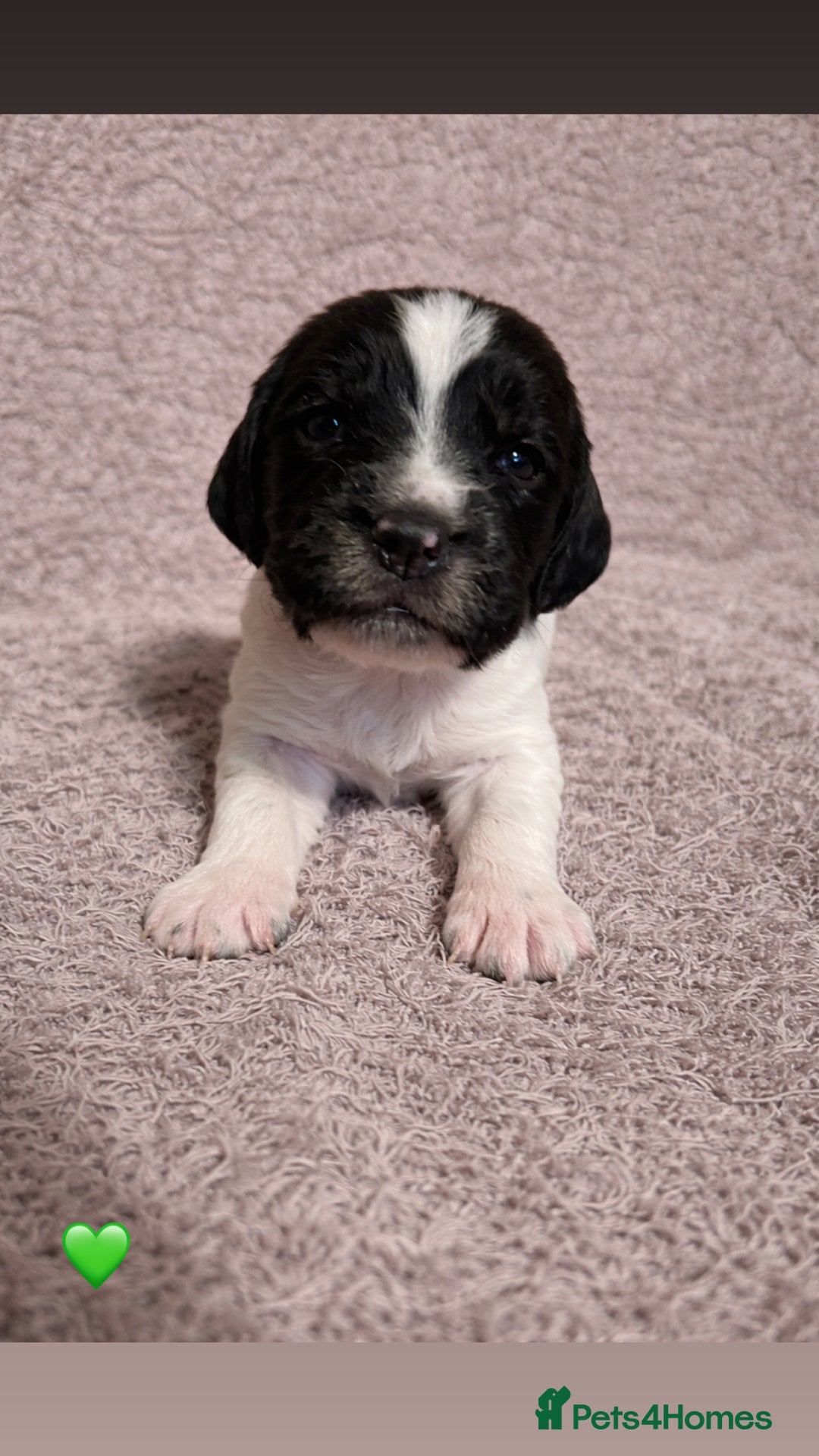 English Springer Spaniel dogs for sale: KC Registered Working Springer Spaniel Puppies  - Advert 6