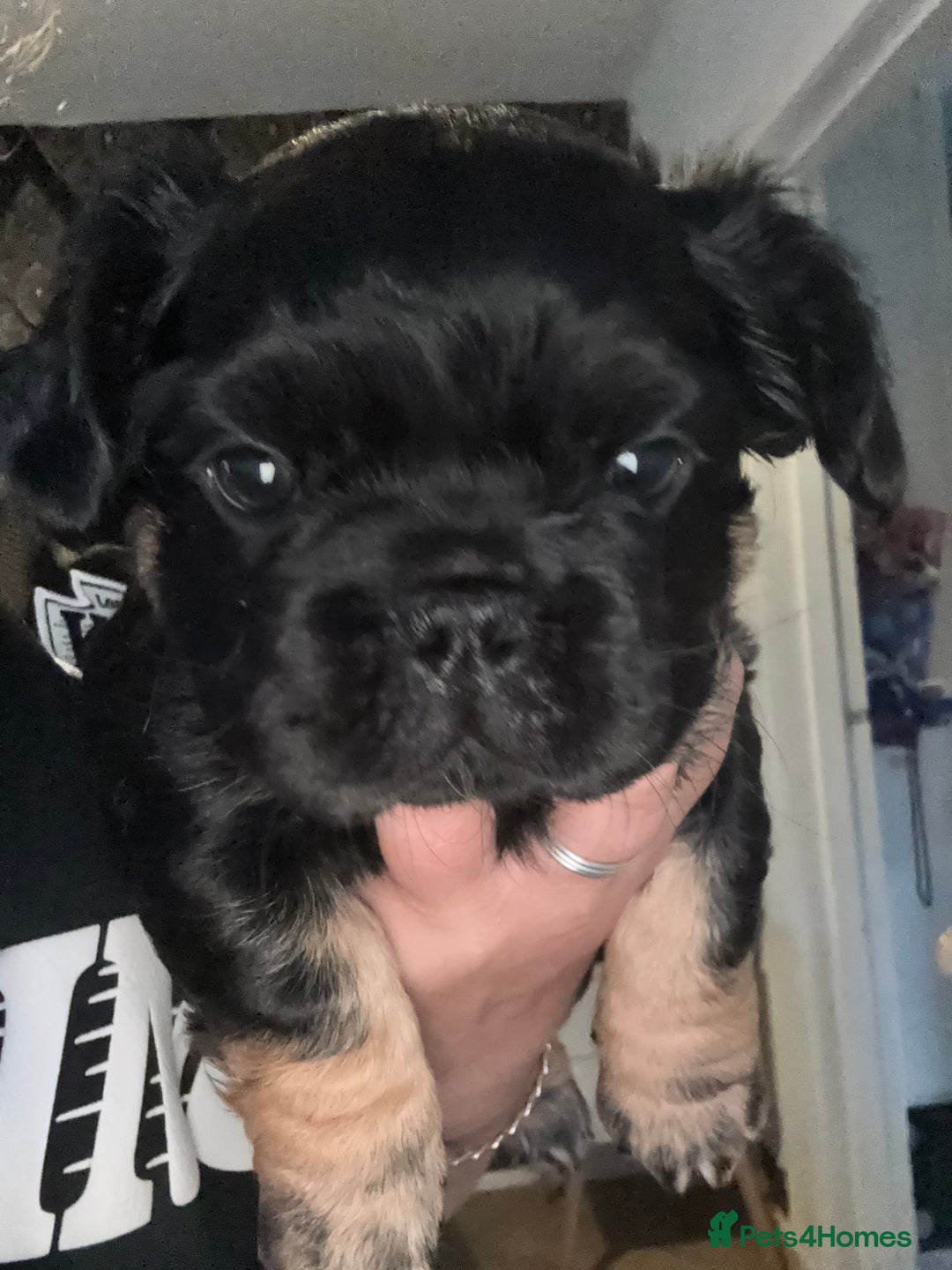 French Bulldog dogs for sale: Beautiful Black and Tan Fluffy Frenchbulldog - Image 4