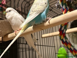 Budgerigars birds Budgies for sale pair of males Runcorn - Advert 12