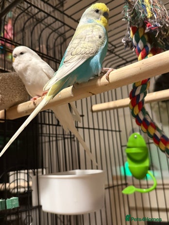 Budgerigars birds Budgies for sale pair of males Runcorn - Advert 14