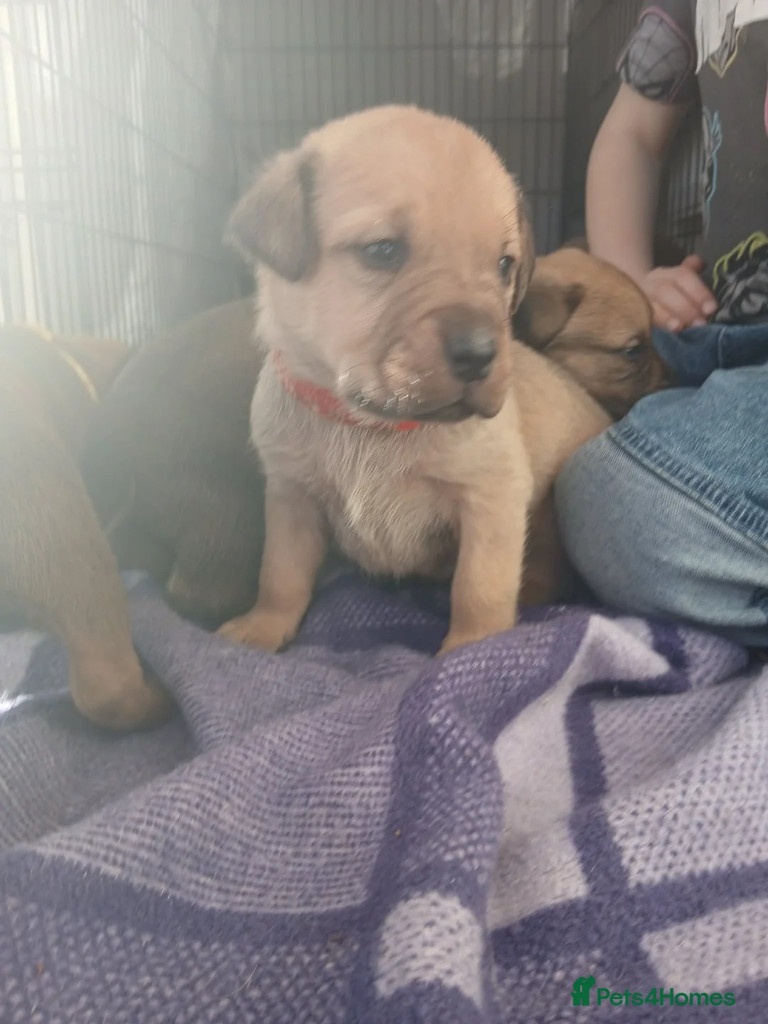 Mixed Breed dogs for sale: Rott de Bordeaux  - Advert 9