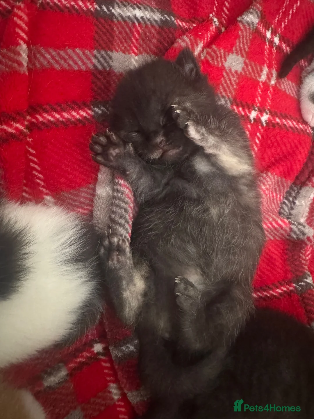 Domestic Shorthair cats for sale: 5 kittens available for their forever home 🩷💙 - Advert 2