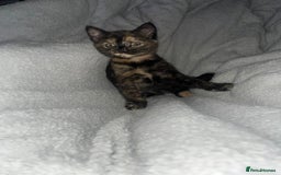 Mixed Breed cats for sale: 3 kittens - Image 5