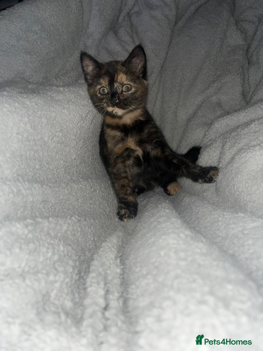 Mixed Breed cats for sale: 3 kittens - Image 5