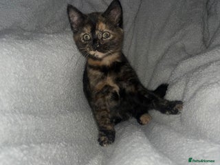 Mixed Breed cats - Advert 1