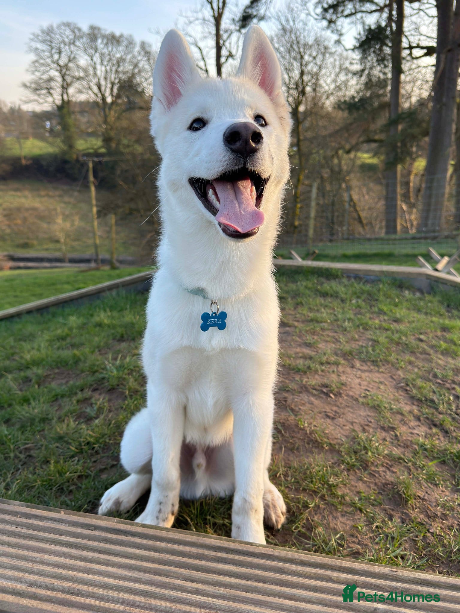 Siberian Husky dogs Beautiful boy for sale - Advert 1