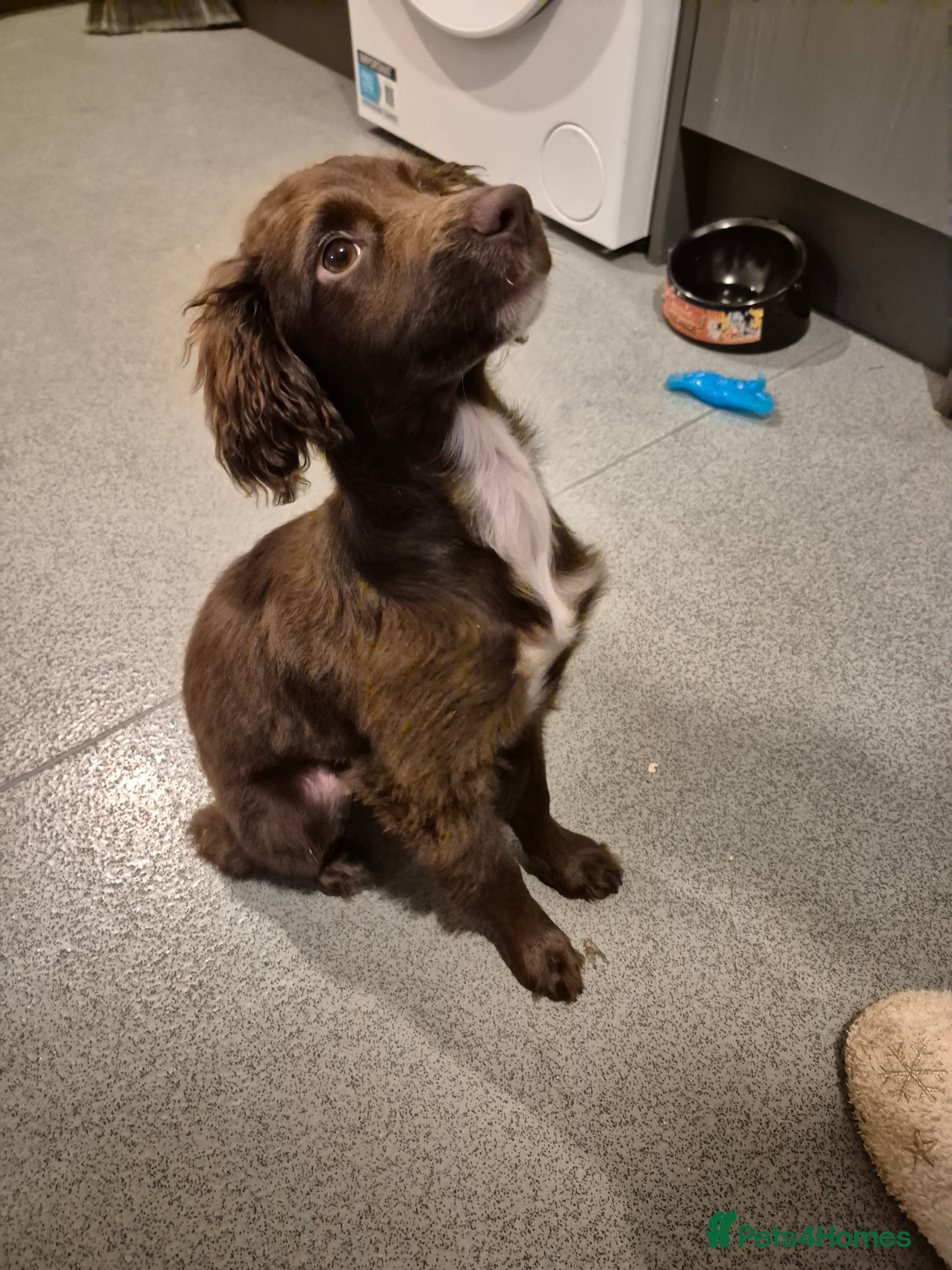 Sprocker dogs Sprocker Puppy for Sale - 17 Weeks Old - Advert 2