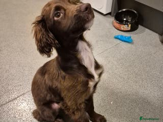 Sprocker dogs Sprocker Puppy for Sale - 17 Weeks Old - Advert 1