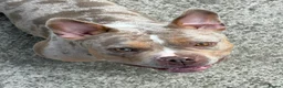 American Bully dogs for sale: Pocket Bully looking for loving home - Advert 3