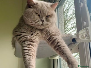 British Shorthair cats - Advert 1