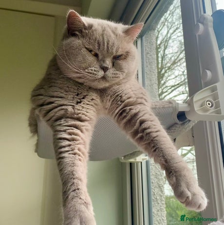 British Shorthair cats - Advert 1