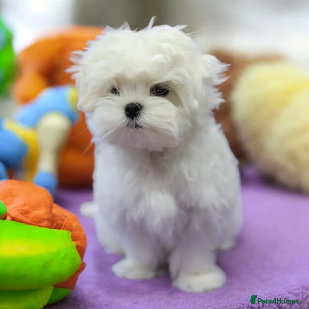 Maltese dogs for sale: 💎Last Boy Full Korean Maltese  Available💎 - Advert 35