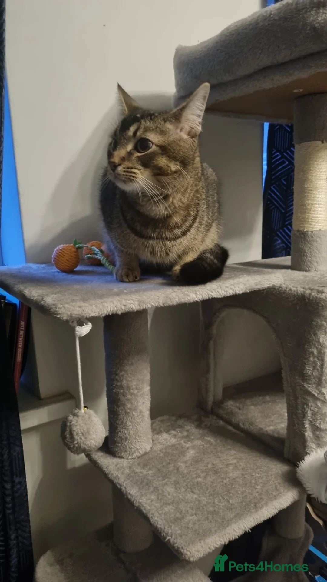 Mixed Breed cats for sale: 9 month old kitten for sale free to a good home - Advert 2