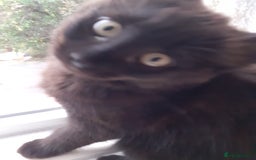 Mixed Breed cats for sale: 4 beautiful brown /black fluffy kittens for sale - Image 10