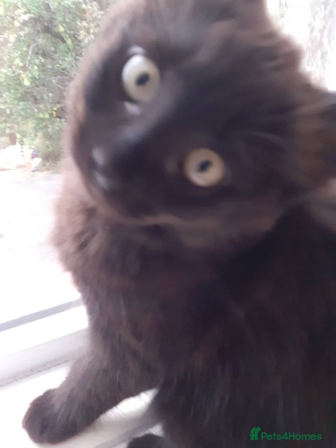 Mixed Breed cats for sale: 4 beautiful brown /black fluffy kittens for sale - Image 10