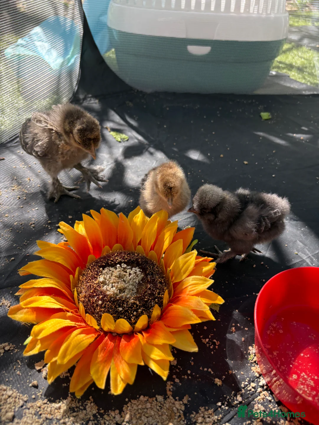 Chickens poultry for sale: Chicks for sale - Advert 1