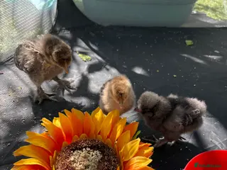 Chickens poultry Chicks for sale - Advert 2