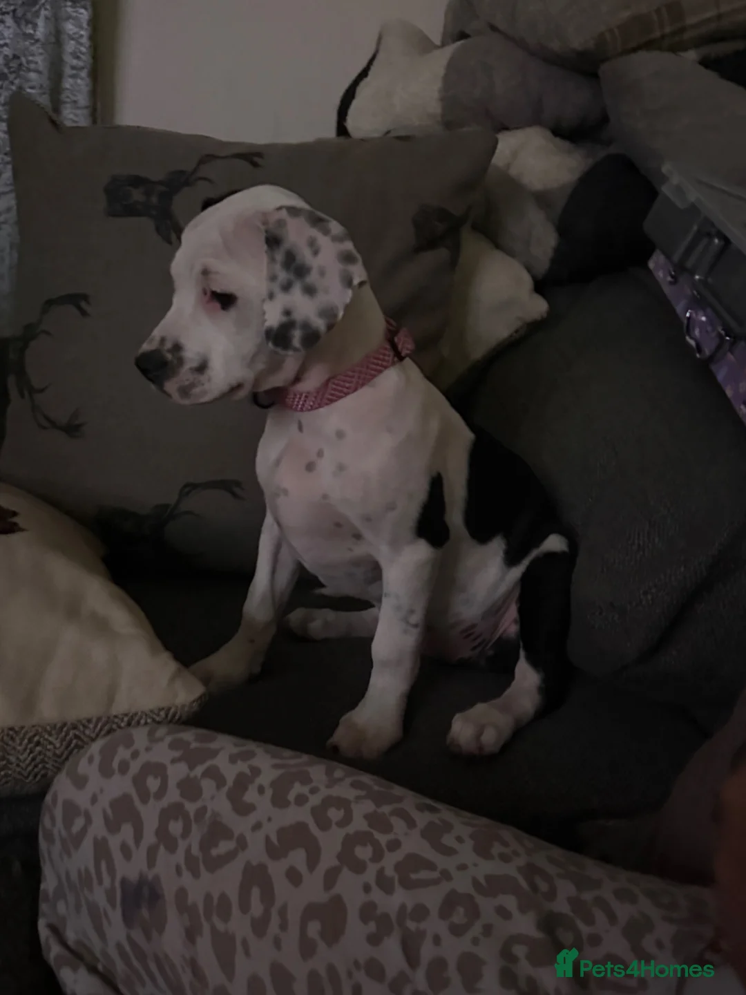 Mixed Breed dogs for sale: Last 1 beautiful girl  bully cocker spaniel 💖 - Advert 1
