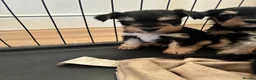 Miniature Schnauzer dogs for sale: Stunning health tested miniature schnauzer puppies - Advert 5