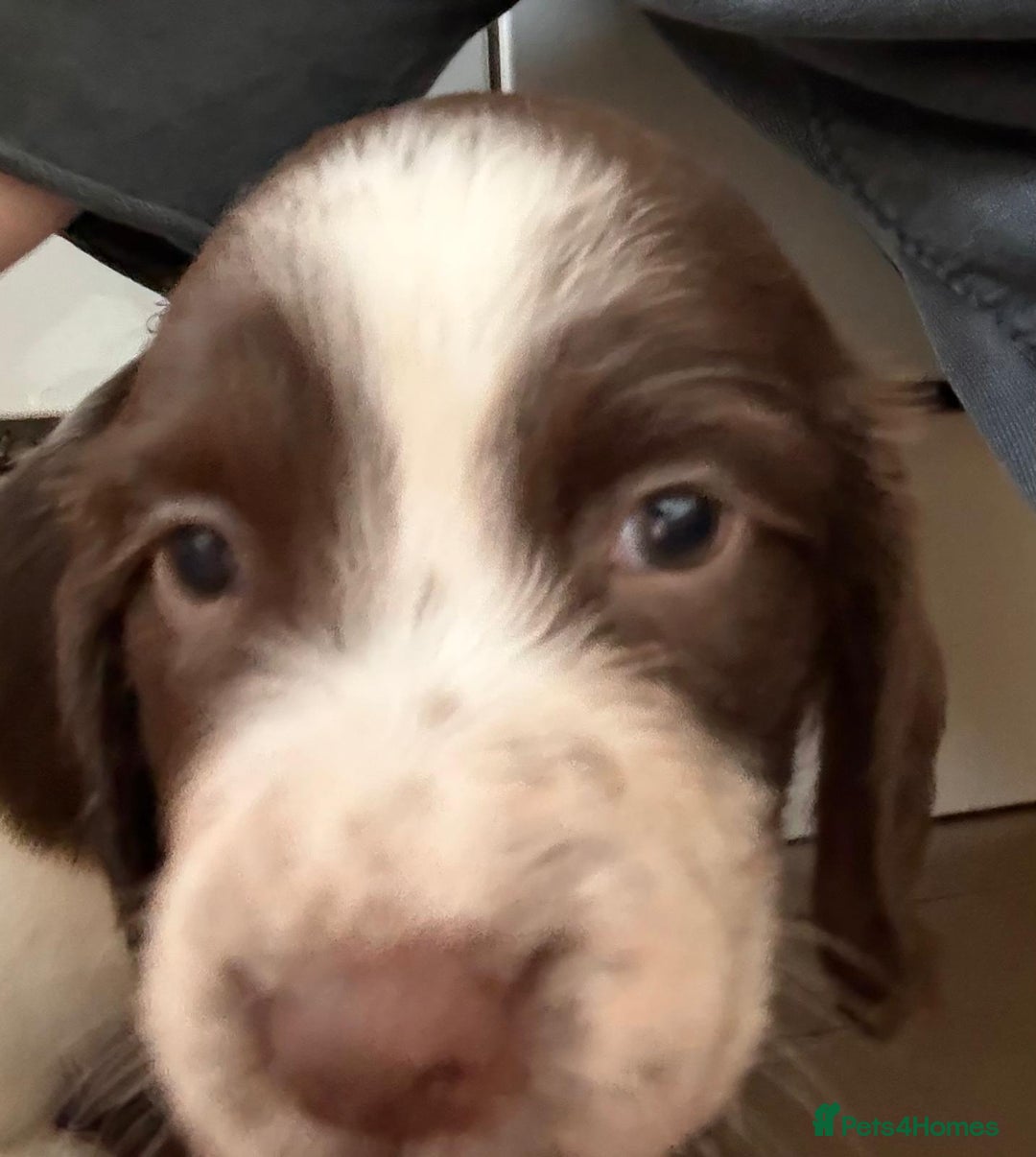 English Springer Spaniel dogs for sale: Calm, engaging Springer spaniel puppies. - Image 12