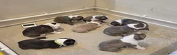 Boston Terrier dogs for sale: Health-Tested KC Registered Boston Terrier Puppies in Salford - Advert 25