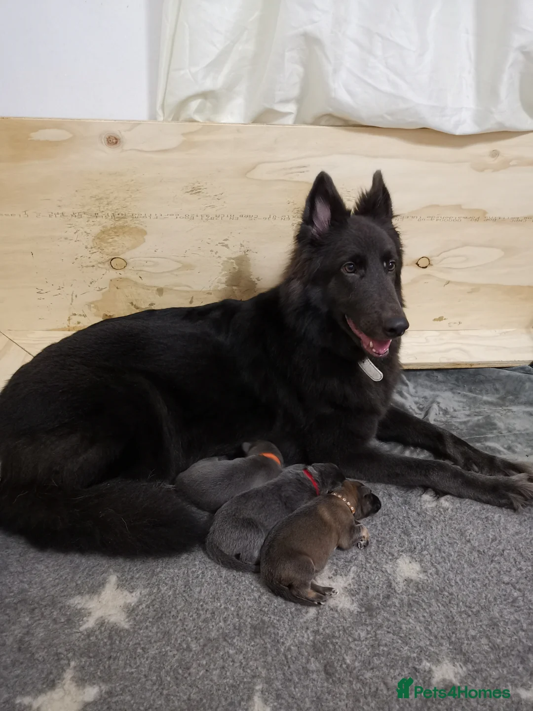 German Shepherd dogs for sale: 💙🐾 Rare Blue & Isabella German shepherd puppies  - Advert 9