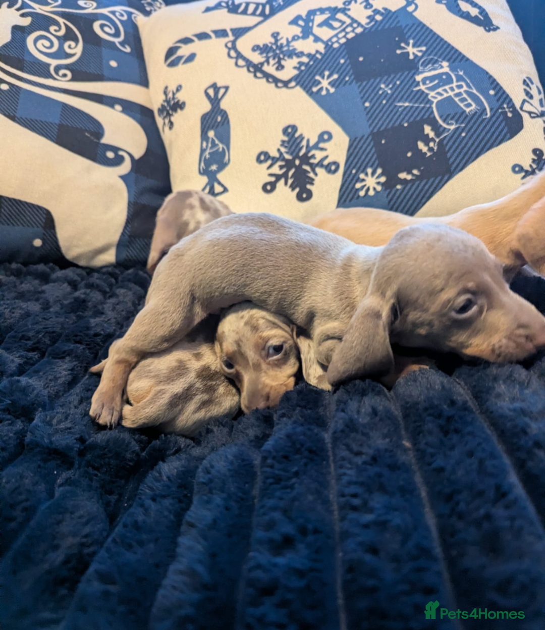 Miniature Dachshund dogs for sale: Miniature dachshund puppies  - Advert 10